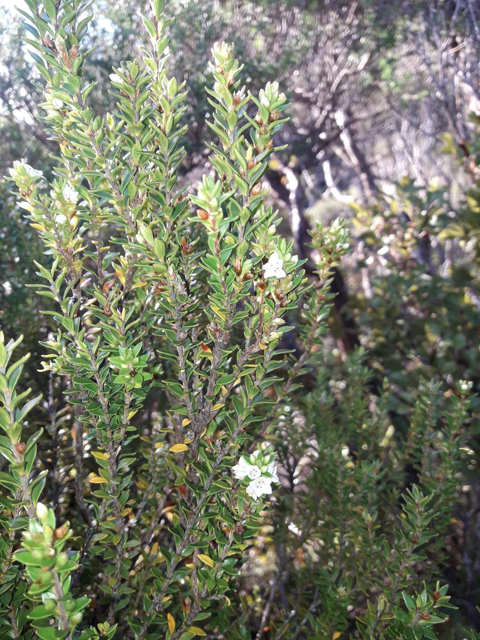 Image of Epacris pauciflora A. Rich.