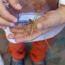 صورة Medauroidea extradentata (Brunner von Wattenwyl 1907)