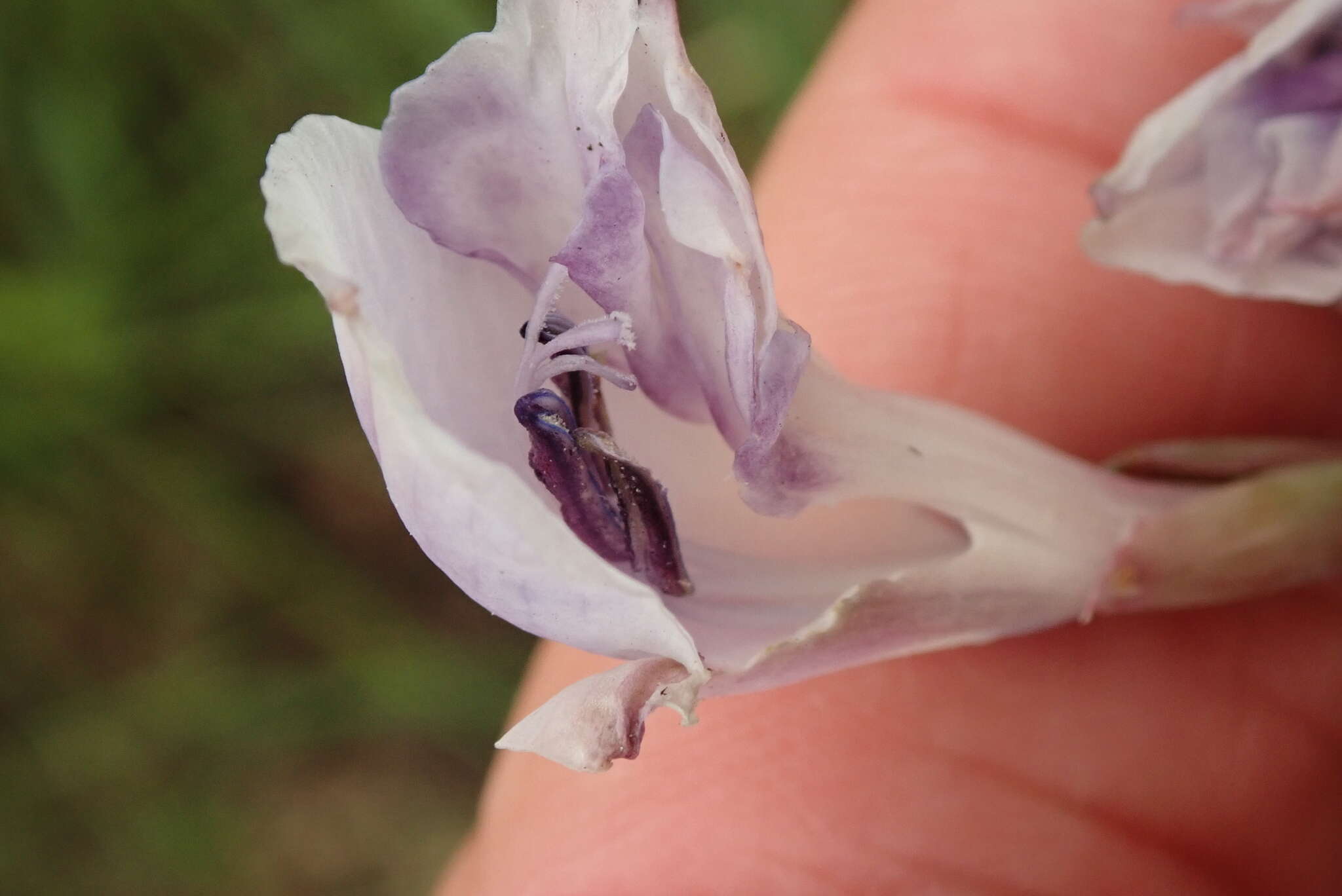 Image de Gladiolus densiflorus Baker