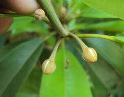 Image of sapodilla