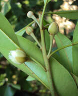 Image of sapodilla