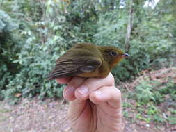 Image of Band-tailed Manakin