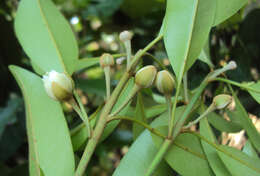 Image of sapodilla