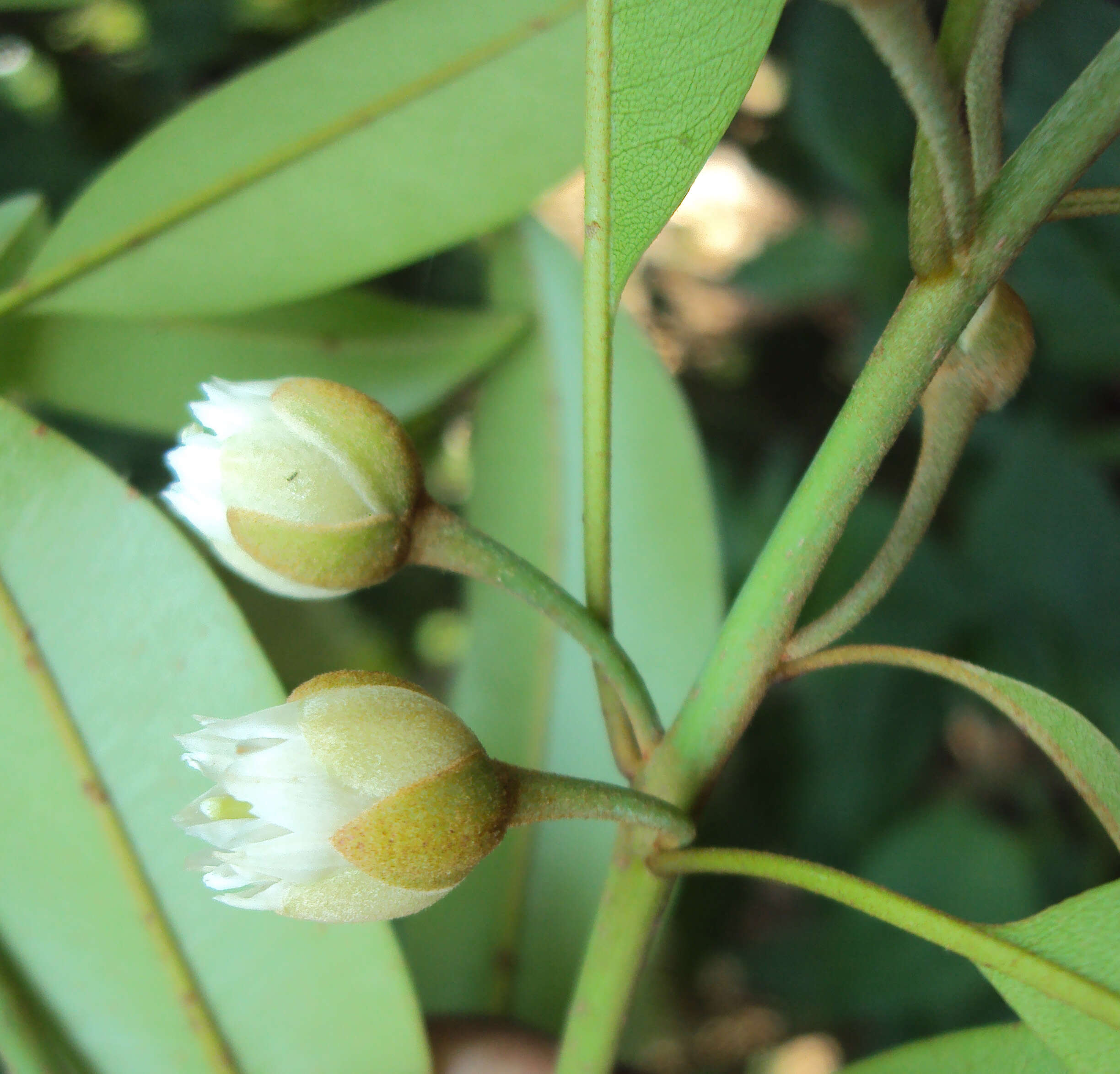 Imagem de Manilkara zapota (L.) P. Royen