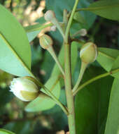 Image of sapodilla