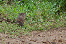 Image of common yellow-toothed cavy