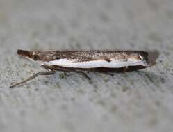 Image de Orocrambus flexuosellus Doubleday 1843