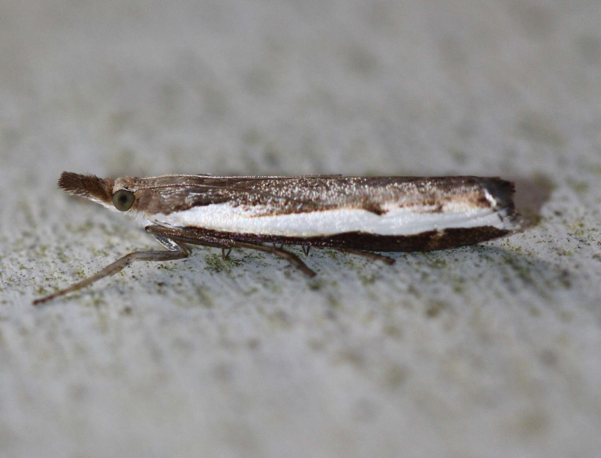 Image of common grass moth