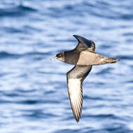 Image of Short-tailed Shearwater