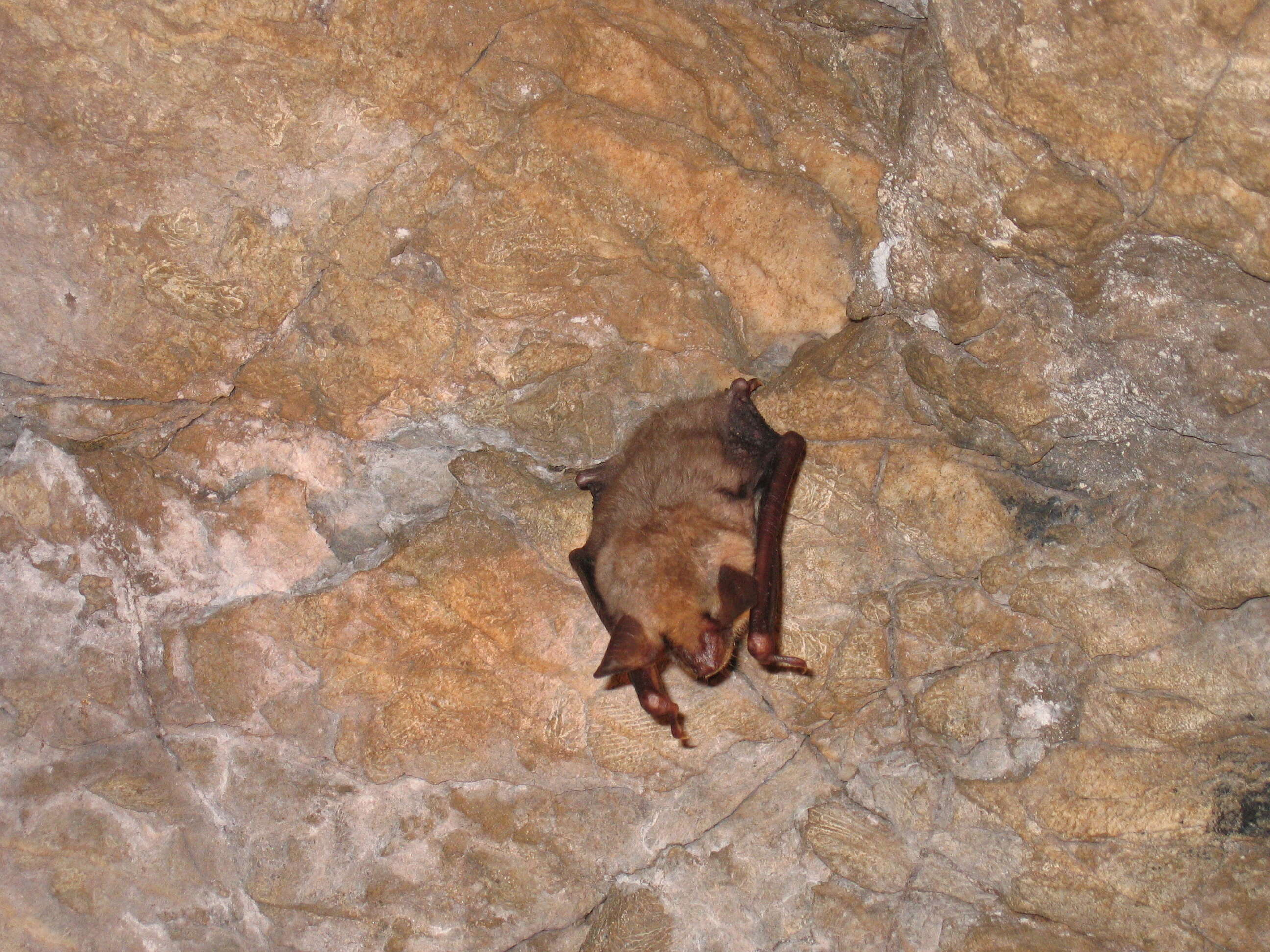 Image of Greater Mouse-eared Bat