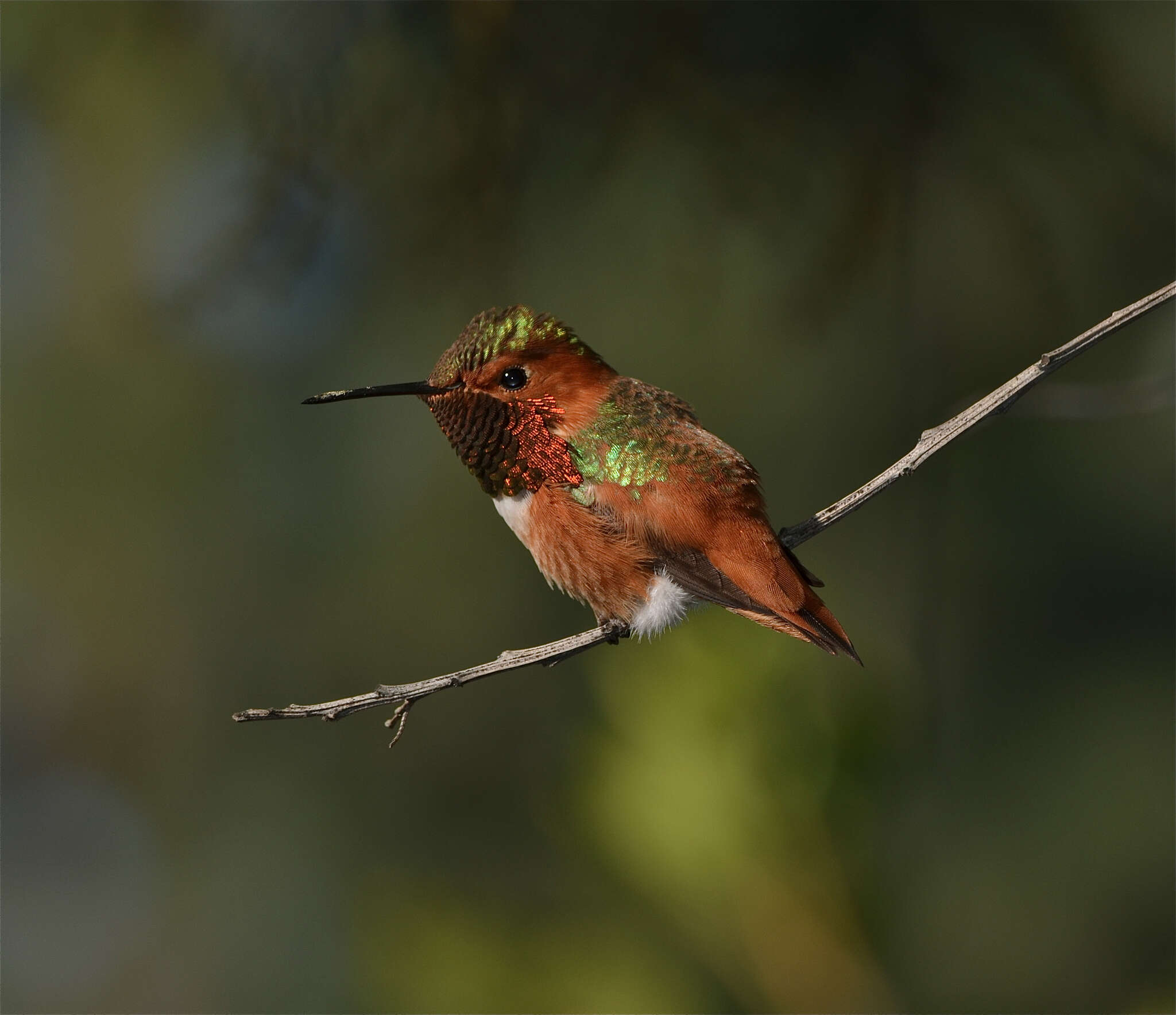 Image de Colibri roux