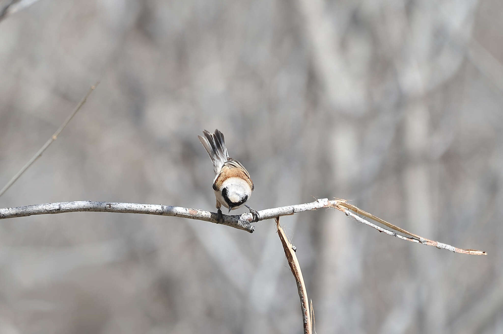 Image of White-Crowned Penduline Tit