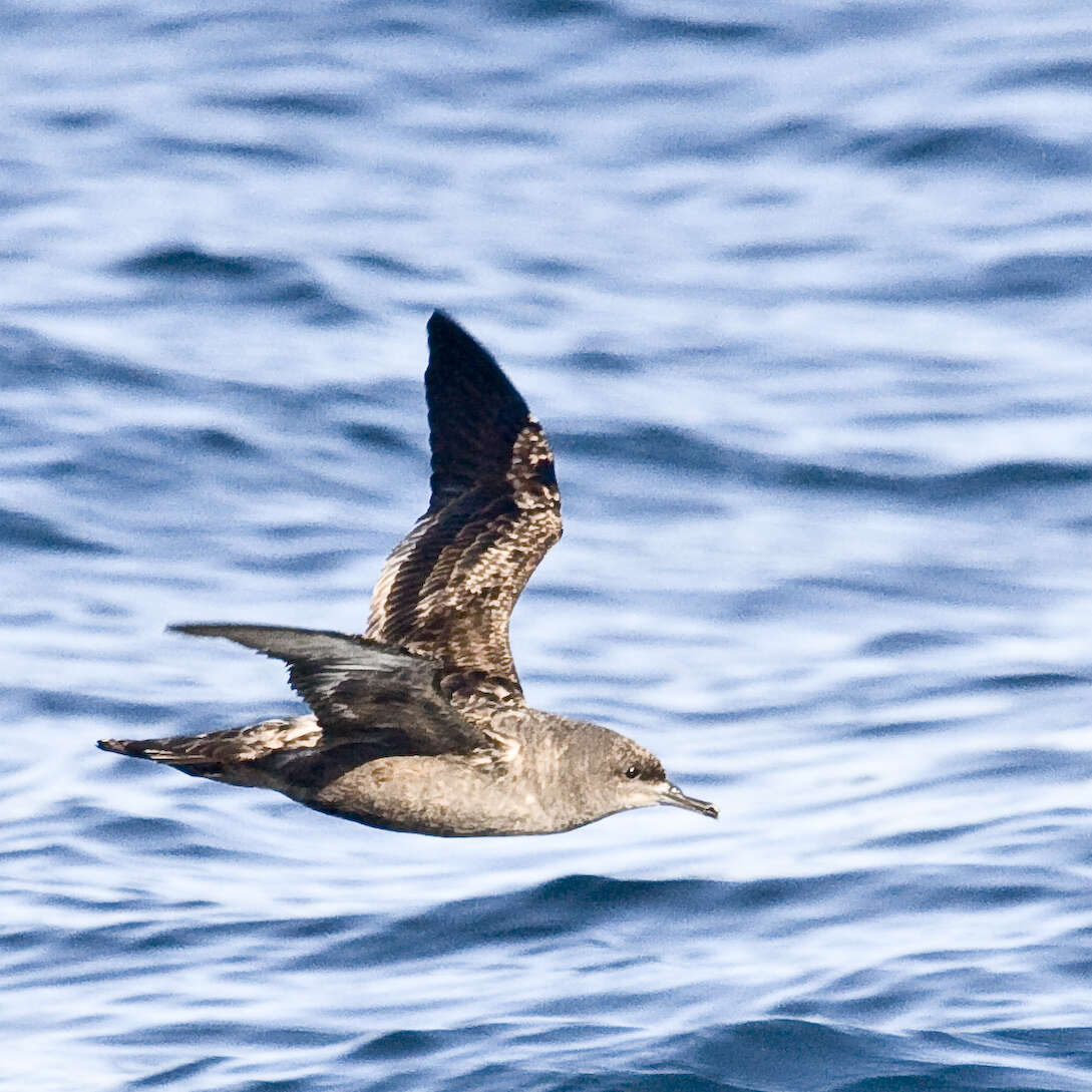 Image of Sooty Shearwater