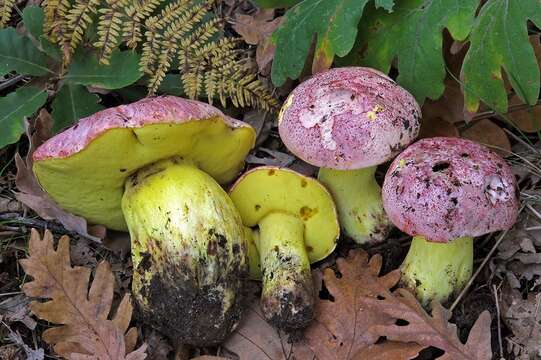 Image of Royal Bolete