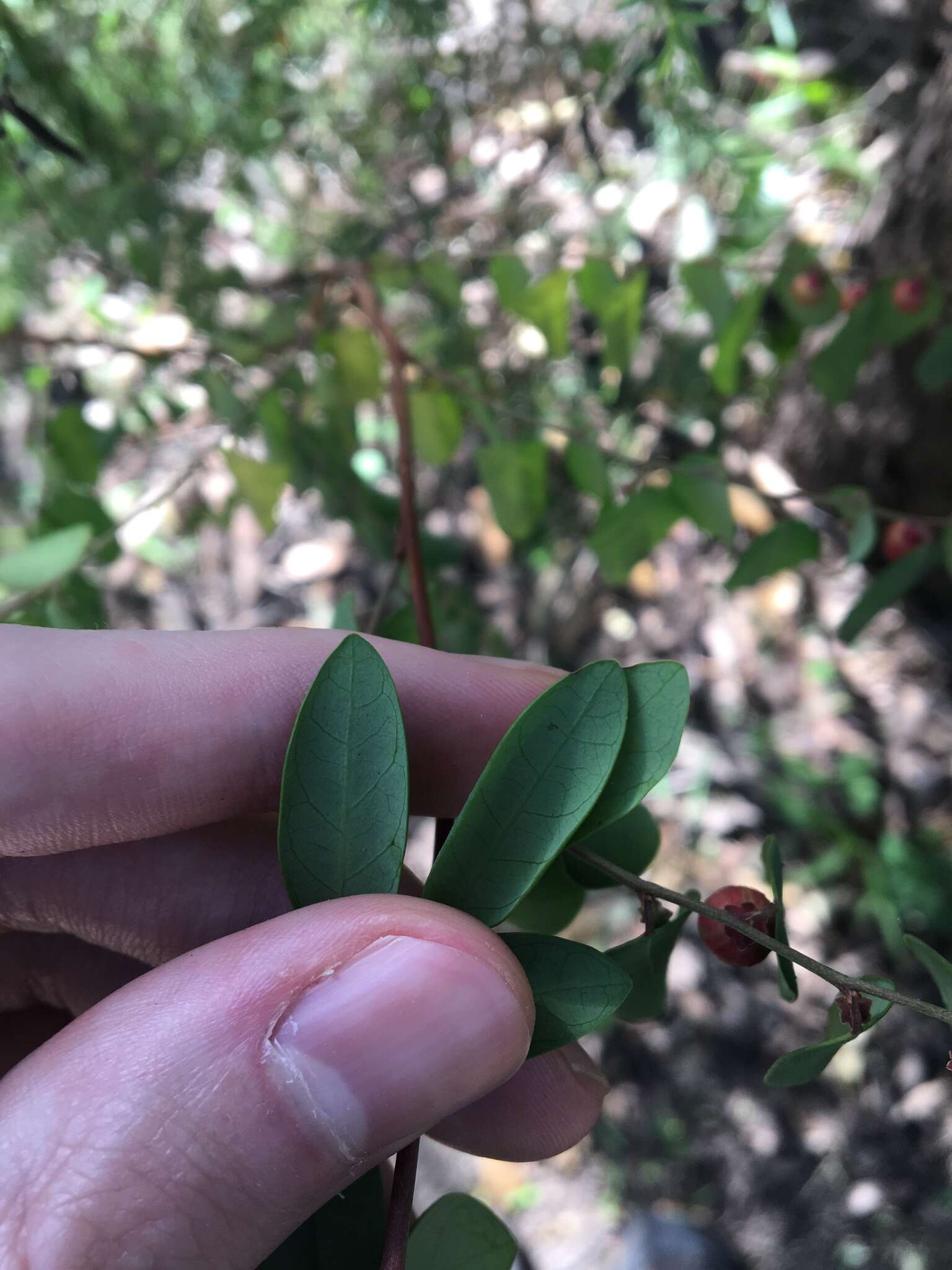 Image of Breynia oblongifolia (Müll. Arg.) Müll. Arg.