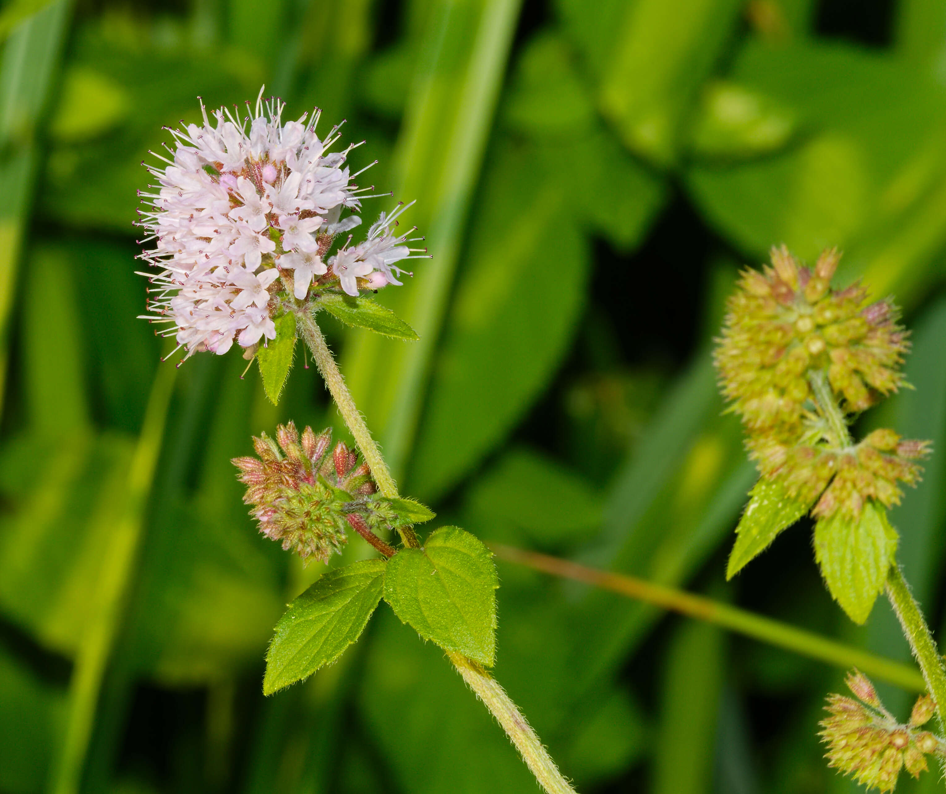 Image of Water Mint