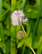 Image of Water Mint