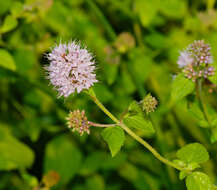 Image of Water Mint