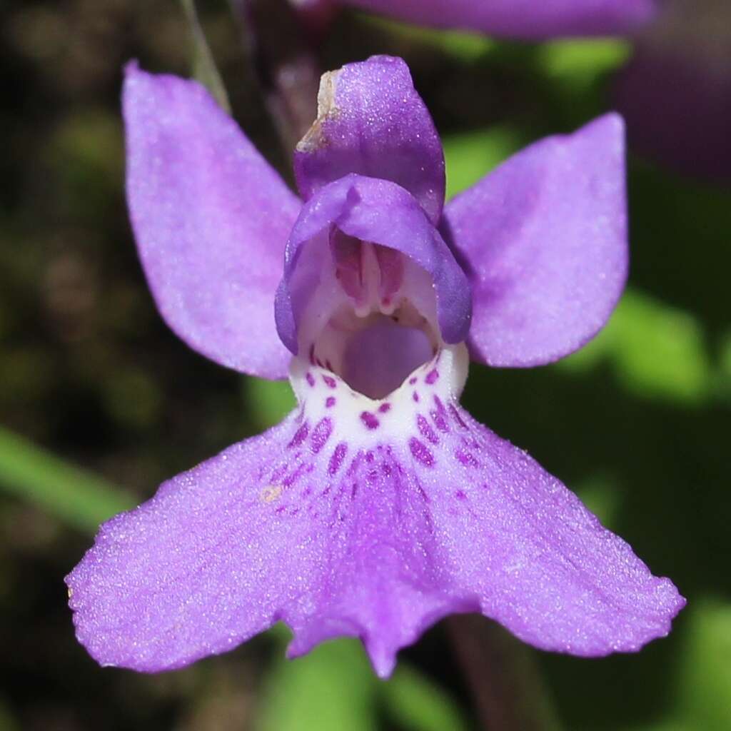 Image of Ponerorchis