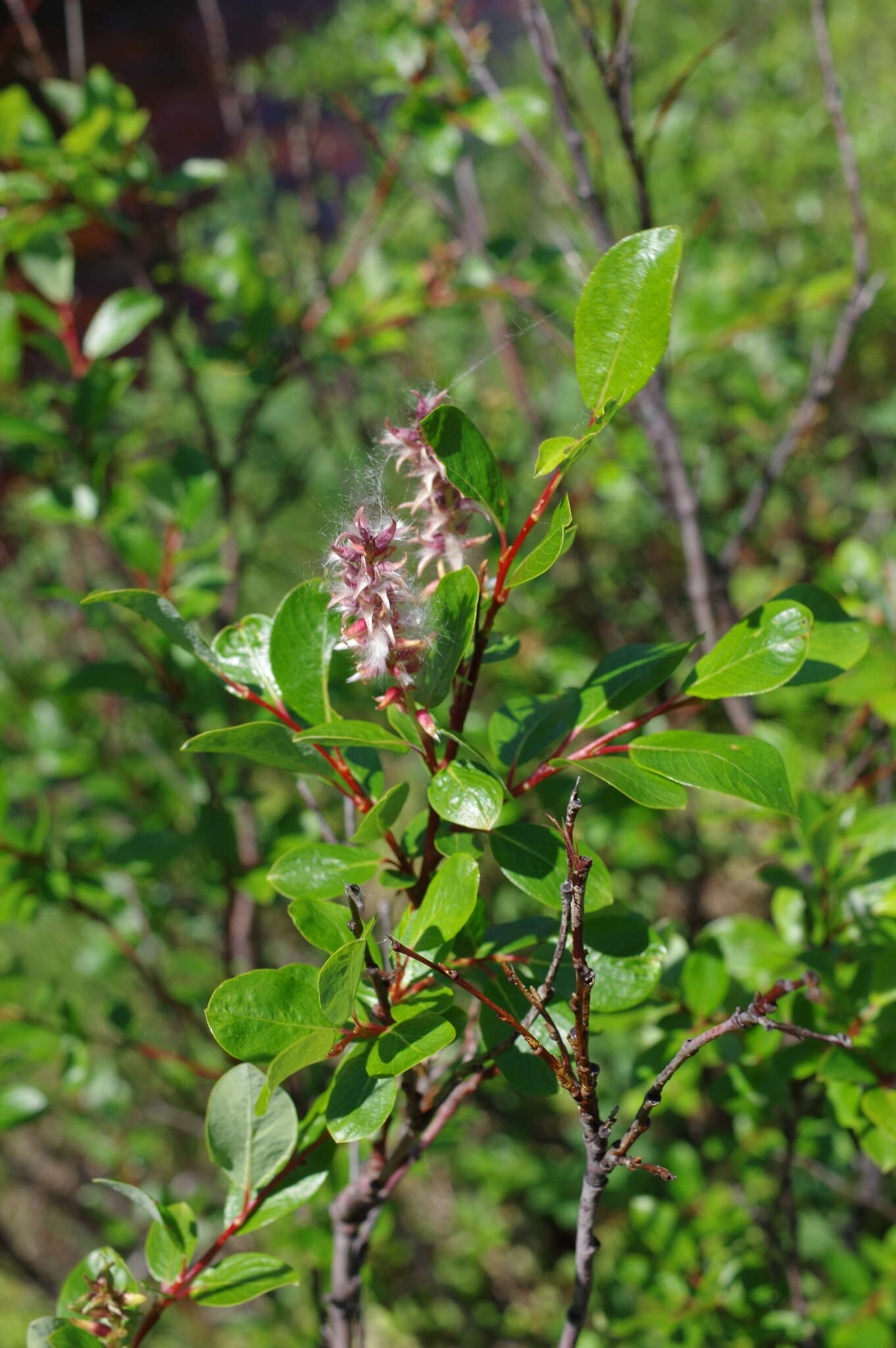 Image of Salix dshugdshurica A. Skvortr.