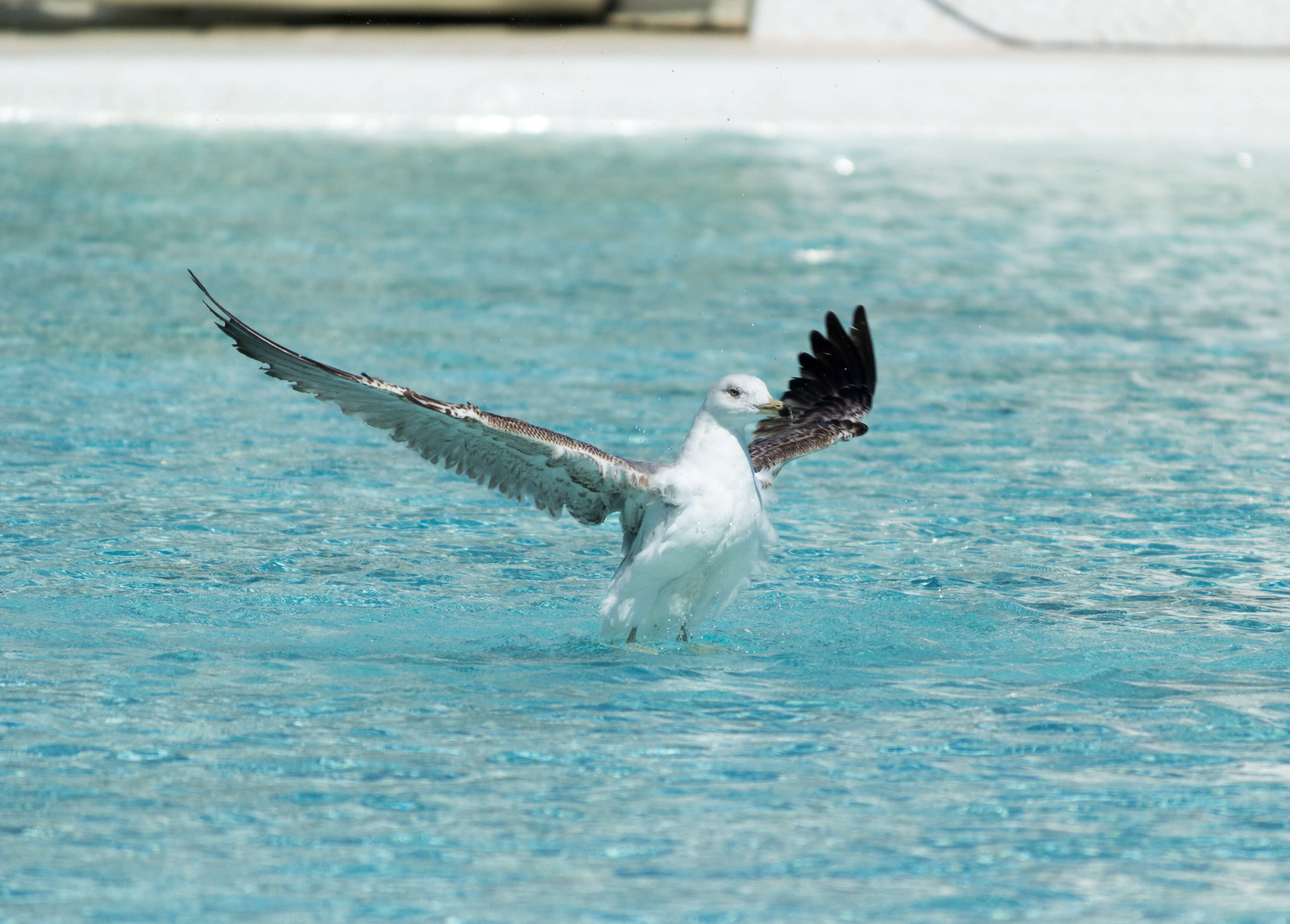 Image of Lesser Black-backed Gull