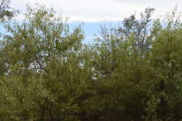 Image of coastal plain willow