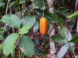 Image de Aristolochia deltantha F. Müll.