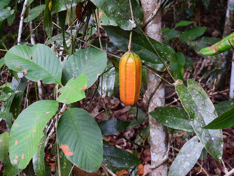 Image of Aristolochia deltantha F. Müll.