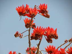 Image of tiger's claw