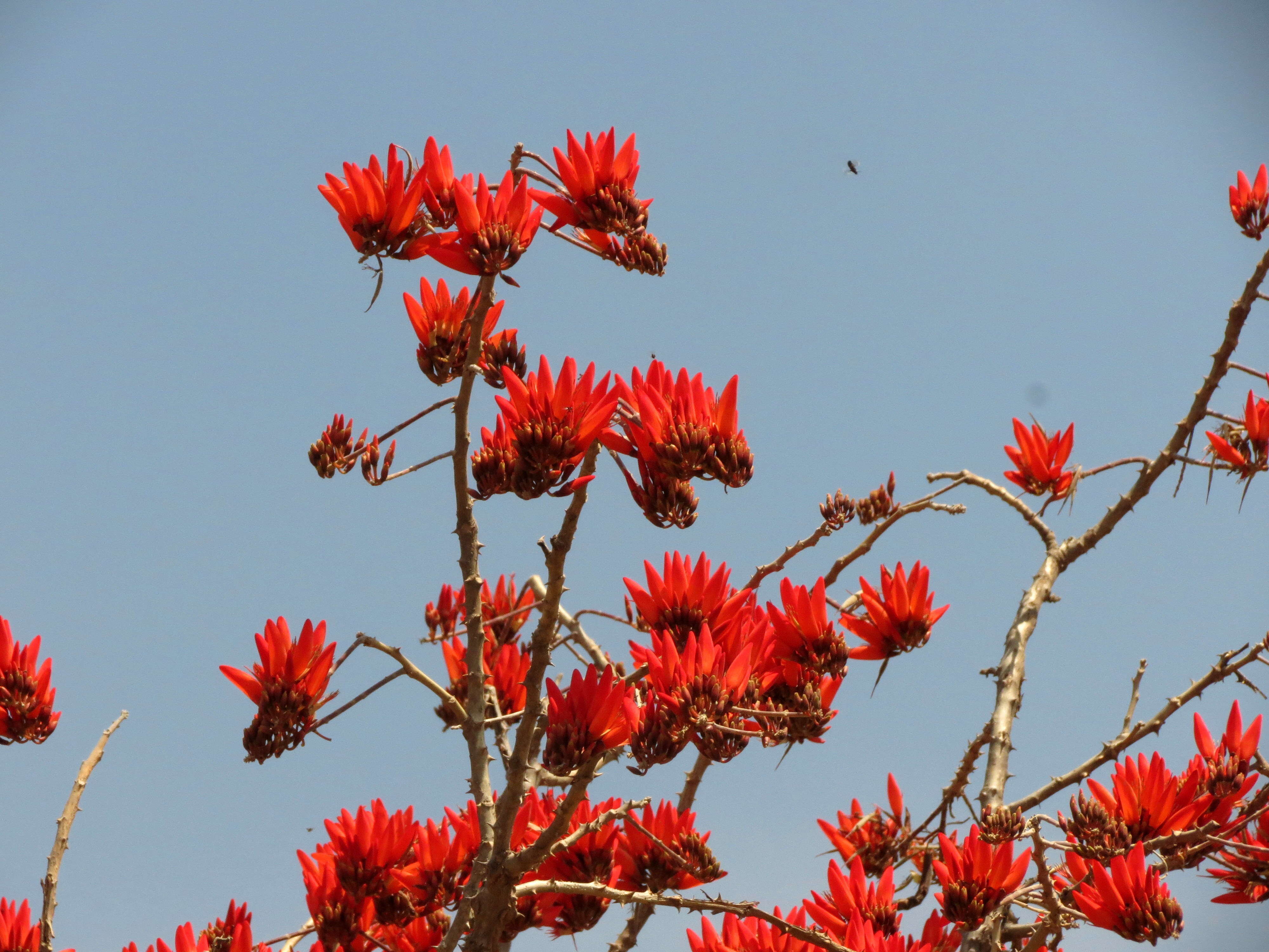 Image of tiger's claw