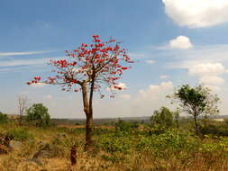 Image of tiger's claw