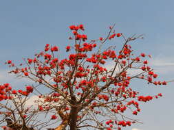 Image of tiger's claw