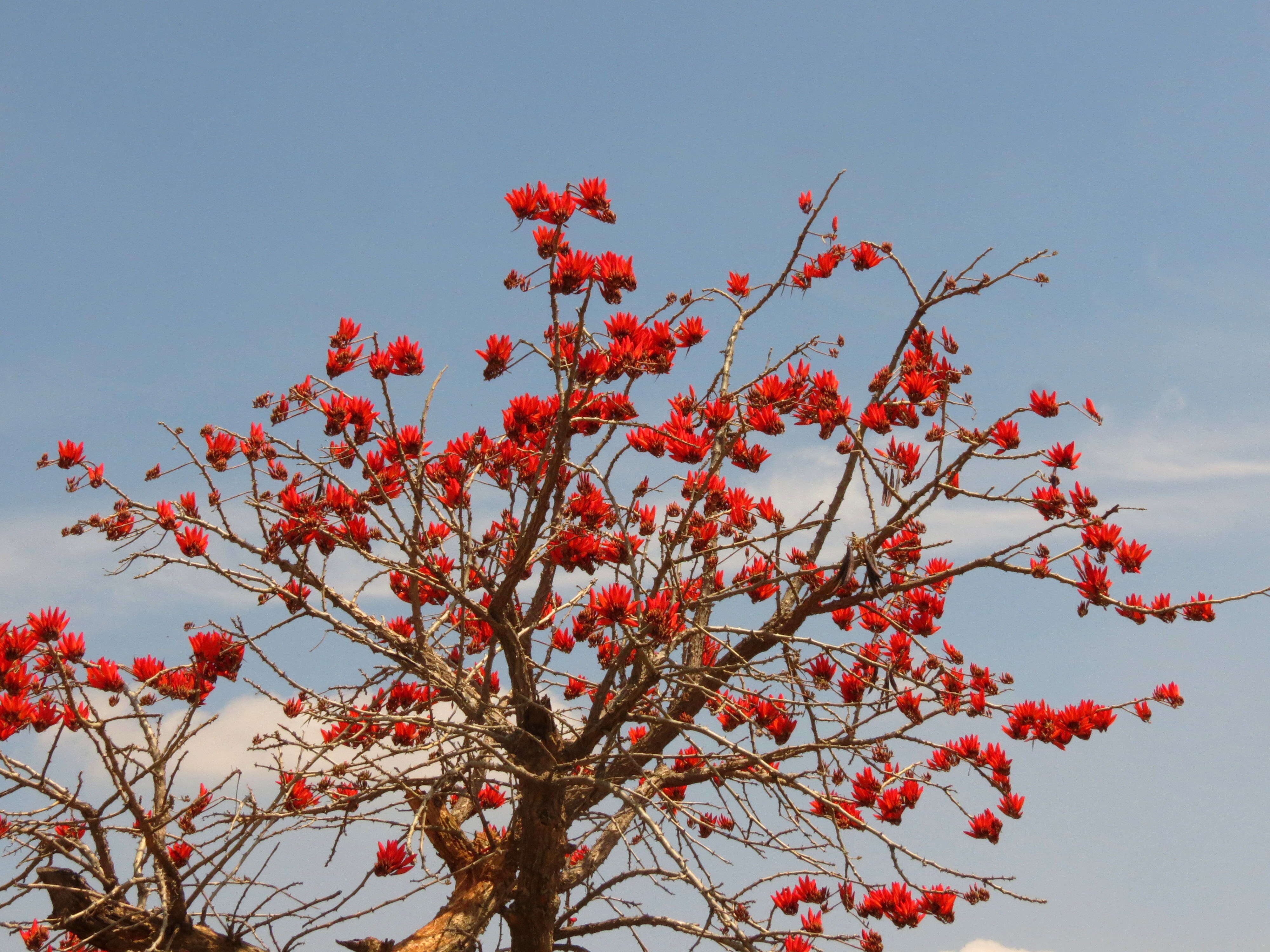 Image de Erythrina variegata L.