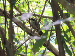 Image of Stripe-headed Brush Finch