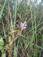 Sivun Floscopa glomerata (Willd. ex Schult. & Schult. fil.) Hassk. kuva