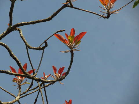 Image de Terminalia bellirica (Gaertn.) Roxb.