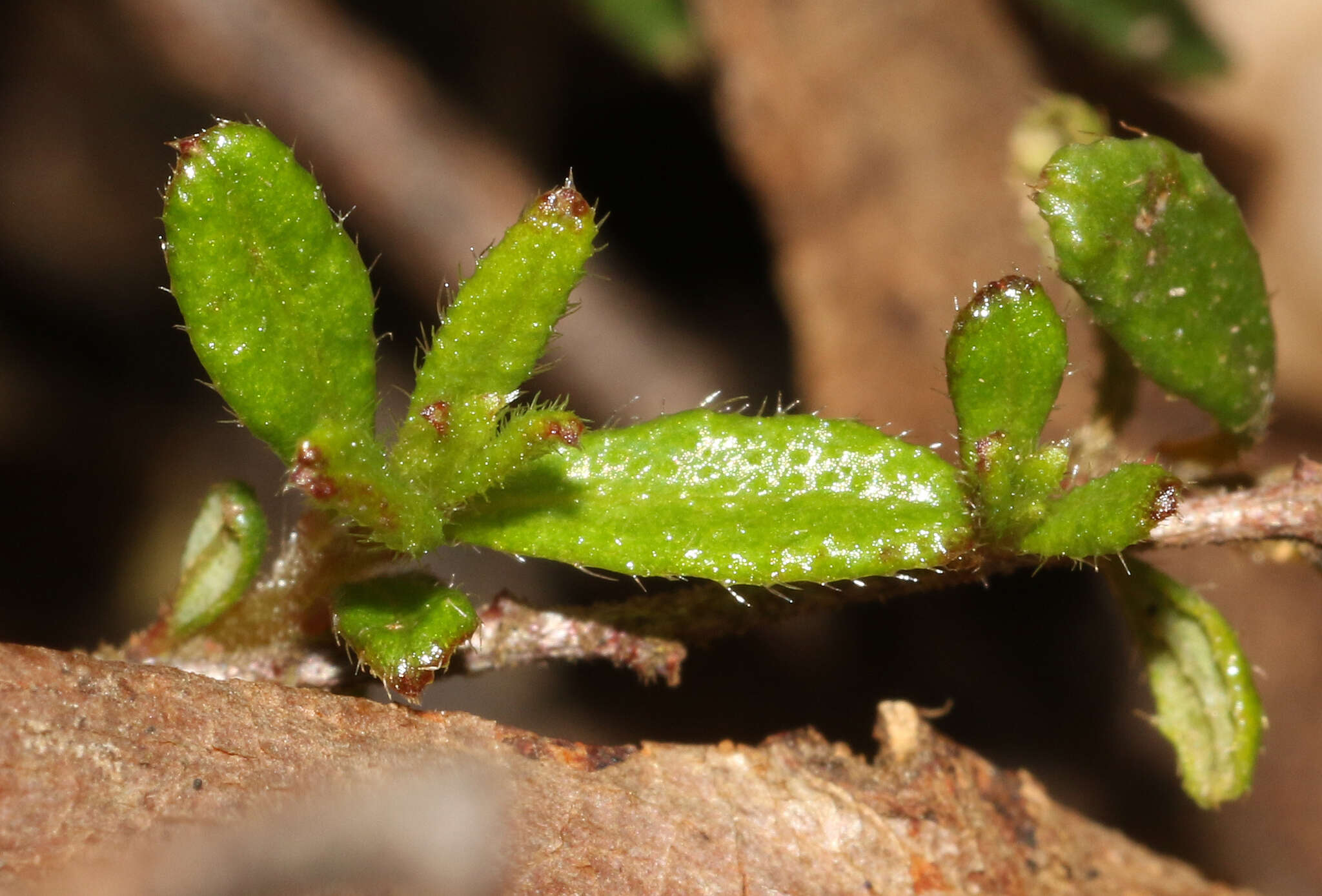 Sivun Hibbertia empetrifolia (DC.) Hoogland kuva