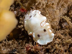 Image of Glossodoris angasi Rudman 1986