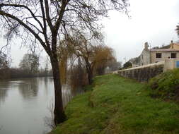 Image of Peking Willow