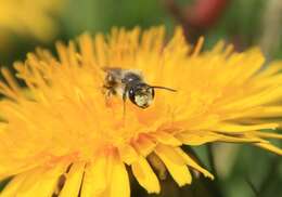 Image of Cresson's Andrena