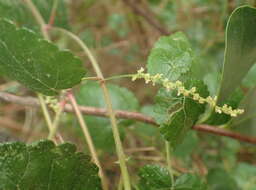 Image of Bernardia corensis (Jacq.) Müll. Arg.