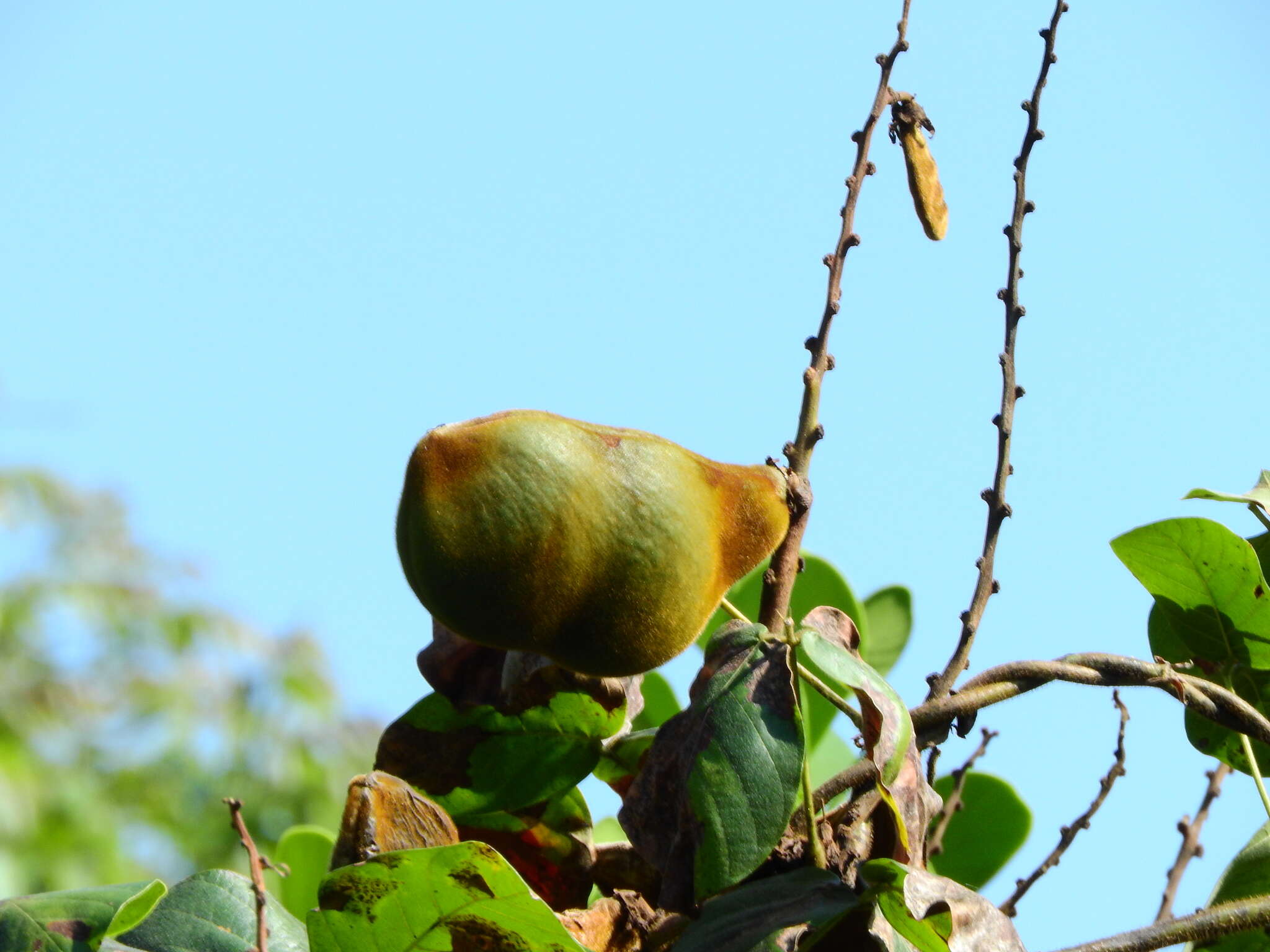 Image of Macropsychanthus violaceus