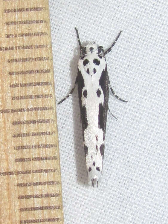 Image de Ethmia semilugens Zeller 1872