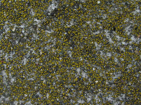 Image of Hidden goldspeck lichen