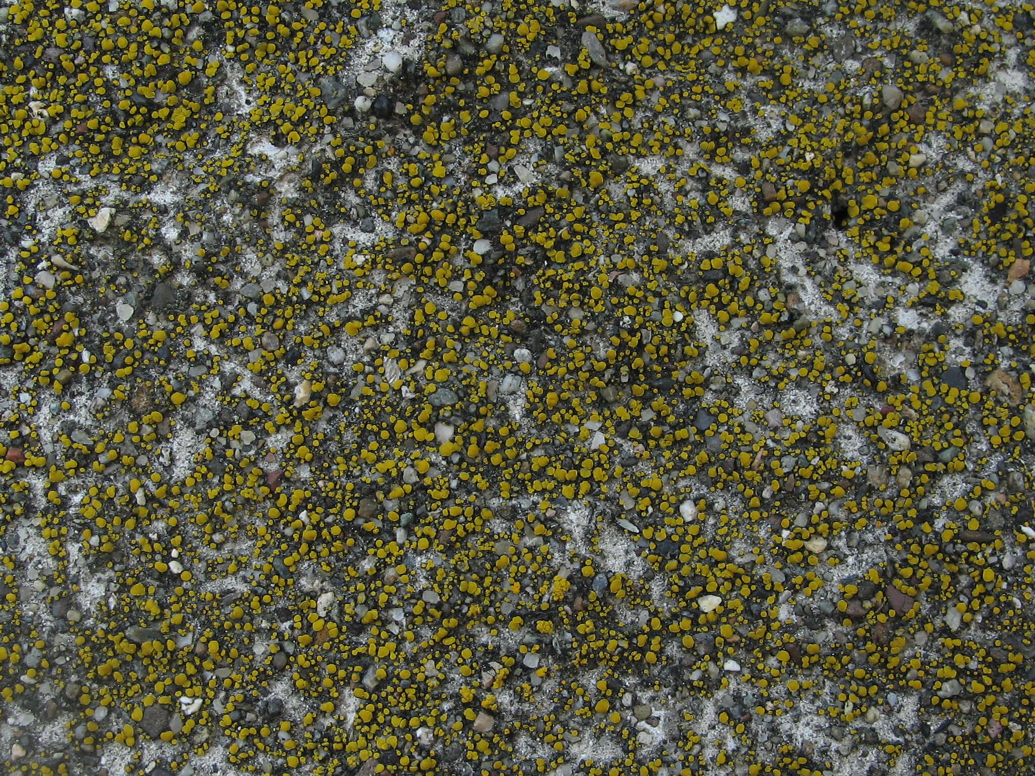 Image of Hidden goldspeck lichen