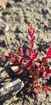 Image of grassy St. Johnswort