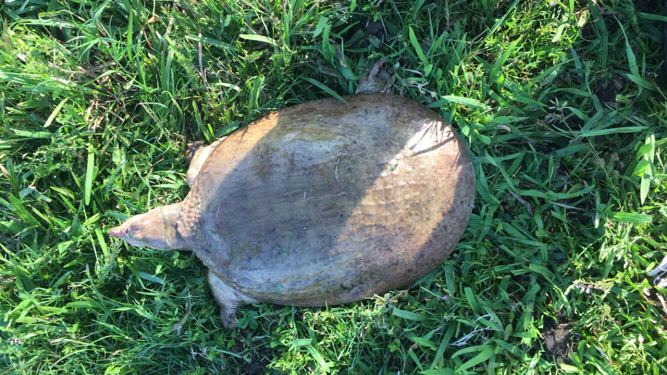 Image of Florida Softshell Turtle