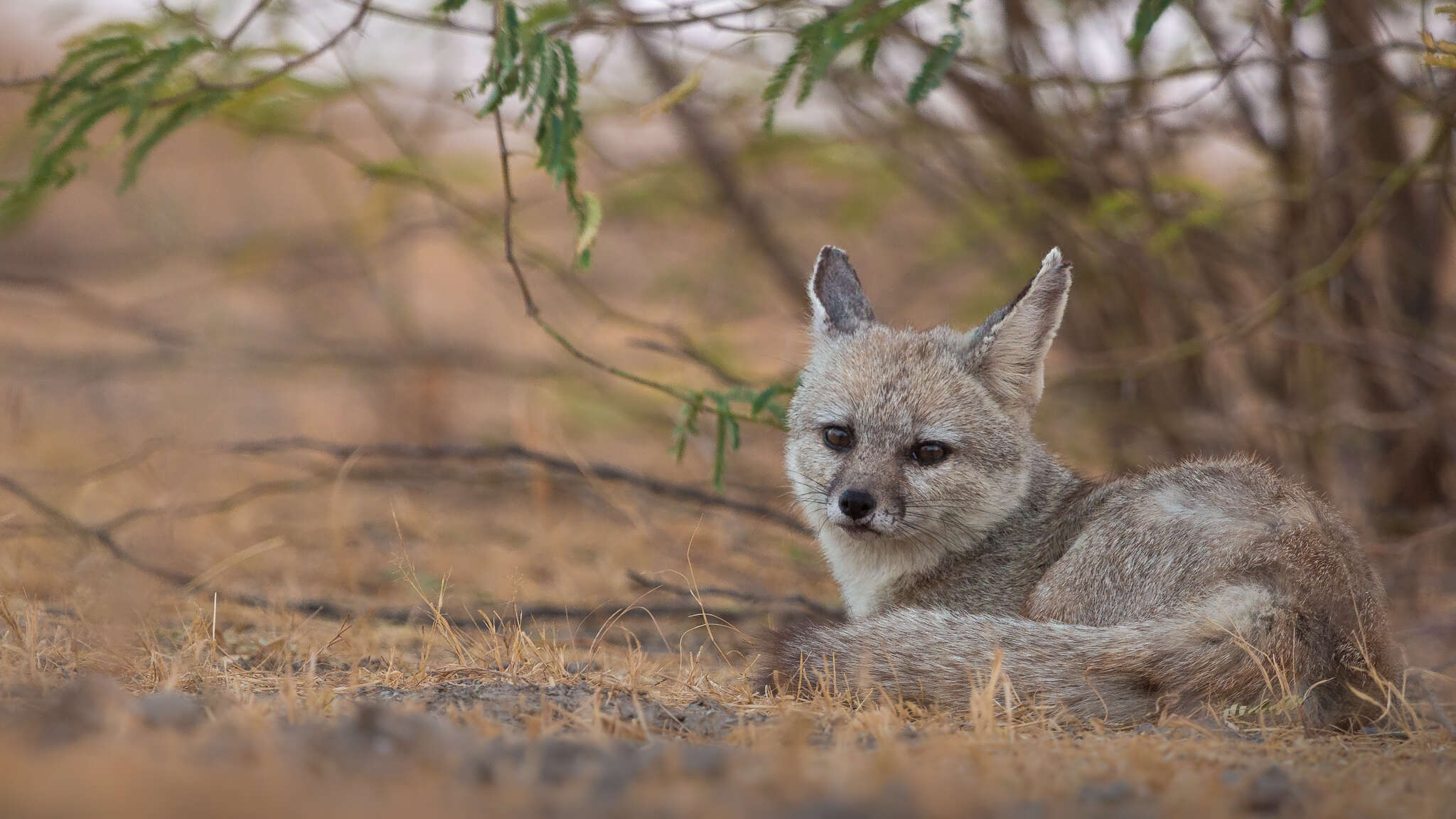 Image of Bengal Fox