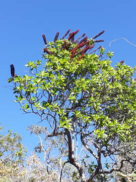 Image of Norantea guianensis var. goyasensis (Cambess.) G. L. Ferreira