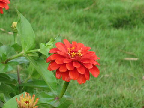 Image of ELEGANT ZINNIA